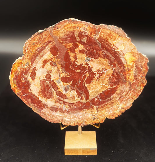 Madera Fosilizada