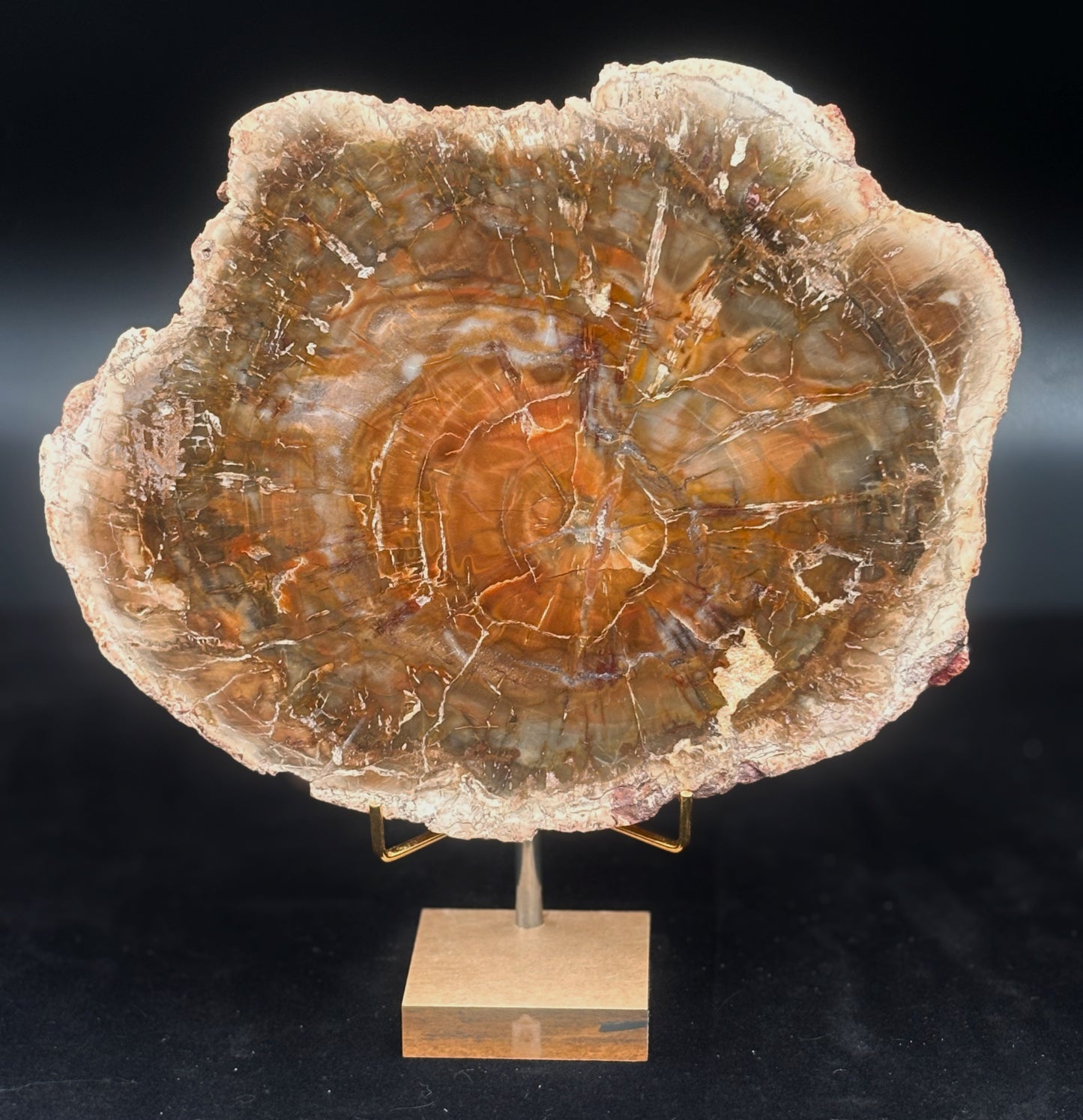 Madera Fosilizada
