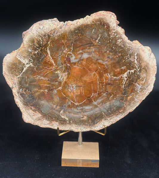 Madera Fosilizada