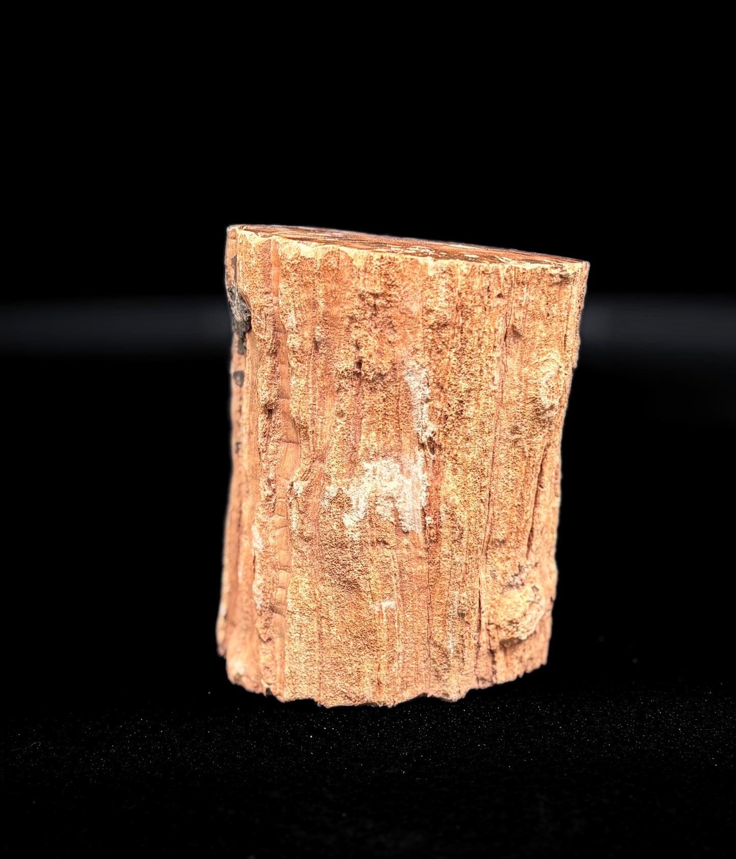 Madera Petrificada