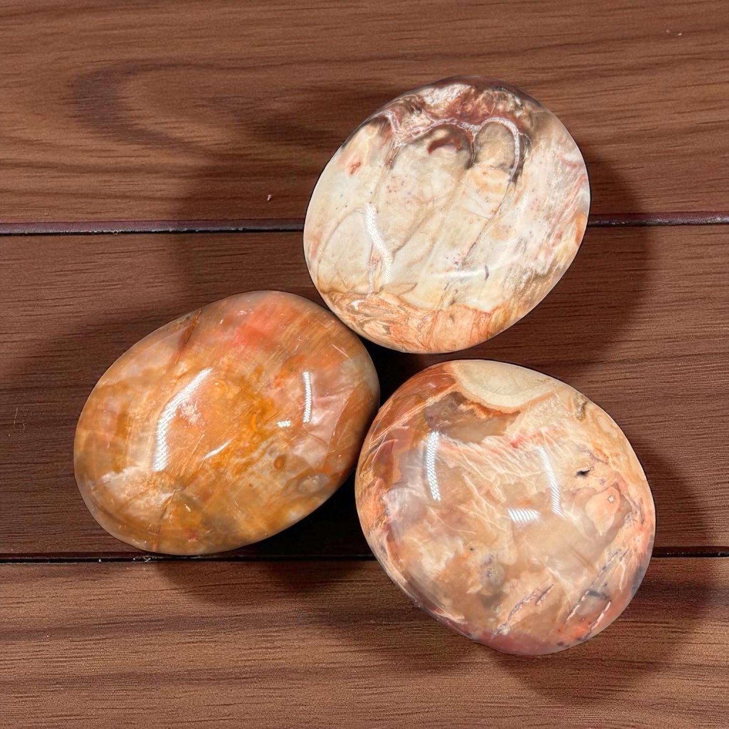 Palmas de Madera Fosilizada