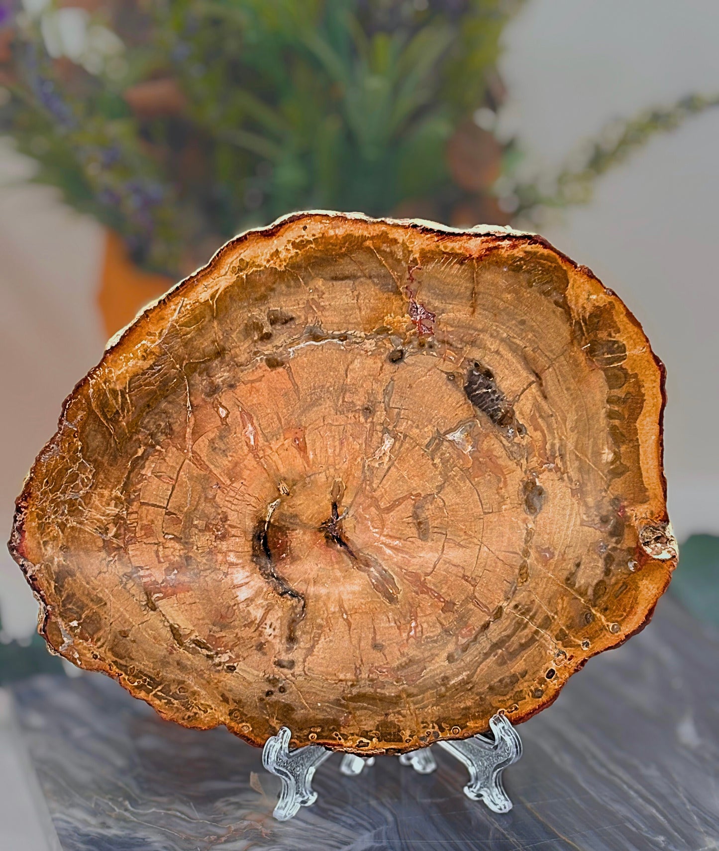 Madera Fosilizada