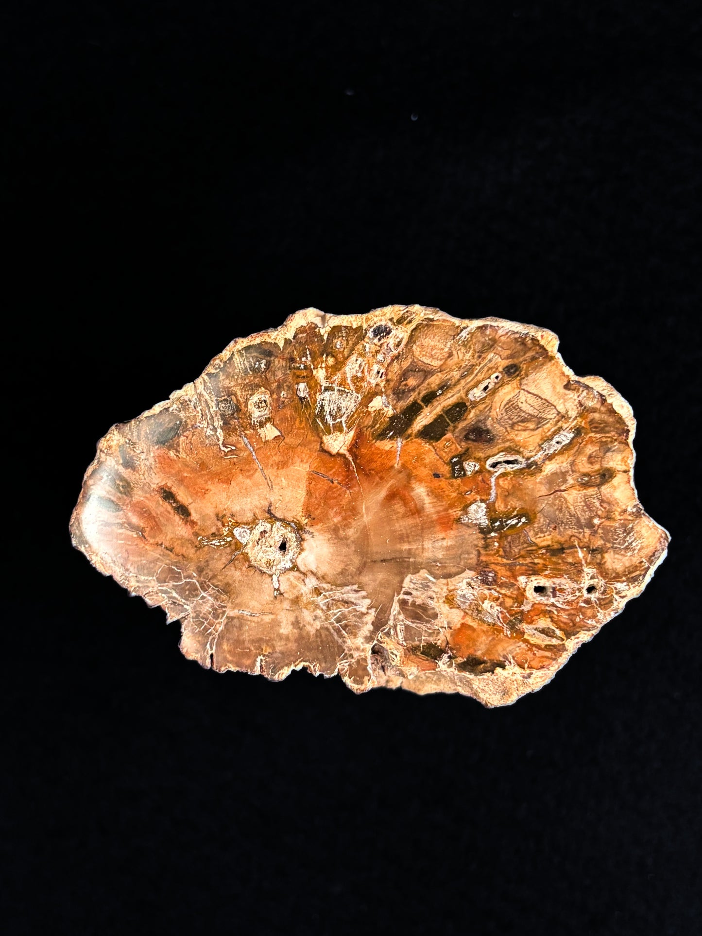 Madera Petrificada
