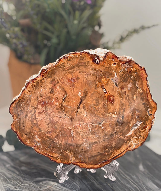 Madera Fosilizada