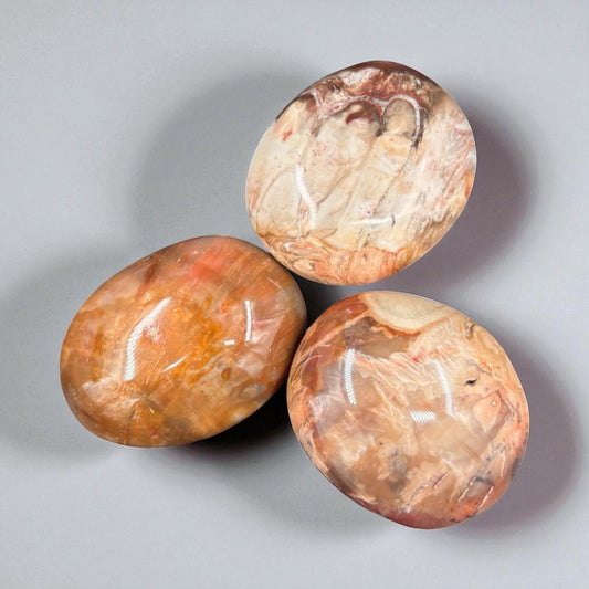 Palmas de Madera Fosilizada
