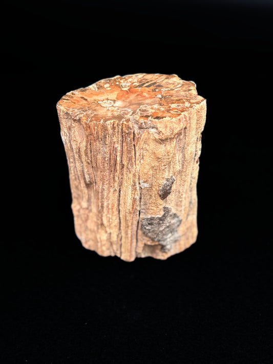 Madera Petrificada